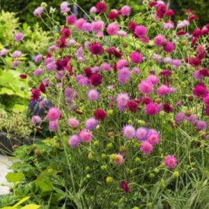 Knautia macedonica Melton Pastels - Img 4