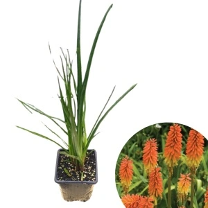 Knifolia (Kniphofia uvaria Flamenco)