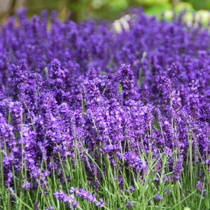 Levantica (Lavandula angustifolia Hidcote Compact) - Img 3