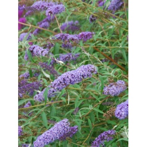 Liliac de vara albastru (Buddleja dav. Empire Blue) - Img 2