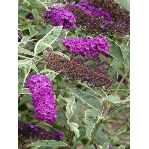 Liliac de vara (Buddleja dav. Harlequin) - Img 1