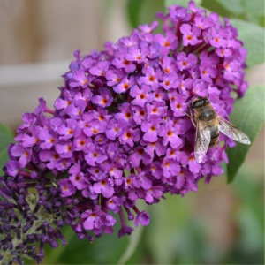 Liliac de vara mov (Buddleja dav. Border Beauty) - Img 3