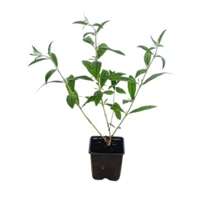 Liliac de vara Royal Red (Buddleja davidii Royal Red)