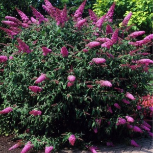 Liliac de vara roz (Buddleja dav. Pink Delight) - Img 3