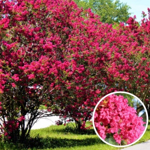 Liliac Indian (Lagerstroemia ind Red Imperator)