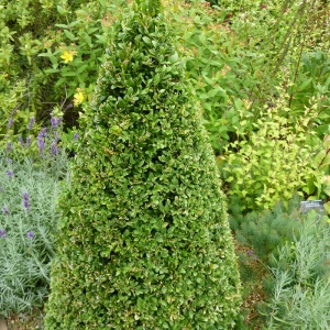 Merisor (Buxus sempervirens) - Img 4