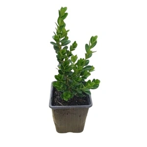 Merisor (Buxus sempervirens)