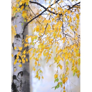 Mesteacan (Betula pendula) 30-50 cm - Img 2