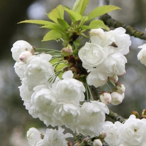 Migdal japonez alb (Prunus glandulosa Alba Plena) - Img 2