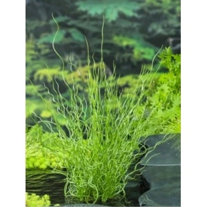 Pipirig spiralat, iarba creata (Juncus effusus Spiralis) - Img 2