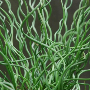 Pipirig spiralat, iarba creata (Juncus effusus Spiralis) - Img 5