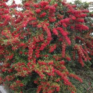 Piracanta roșie (Pyracantha Red Column) - Img 6