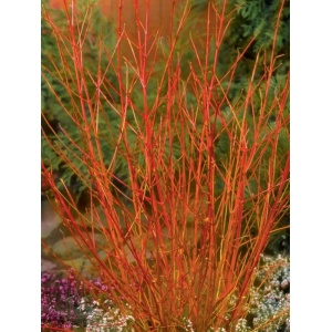 Sanger decorativ (Cornus sanguinea Winter Beauty) - Img 1
