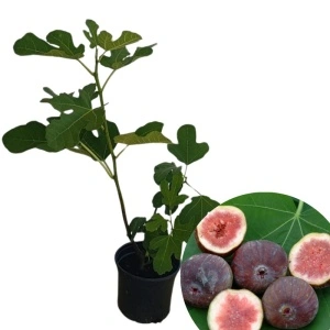 Smochin (Ficus carica Brown turkey)