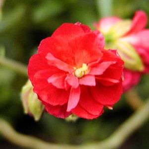 Soarele de stanca (Helianthemum num. Cherise Queen) - Img 3