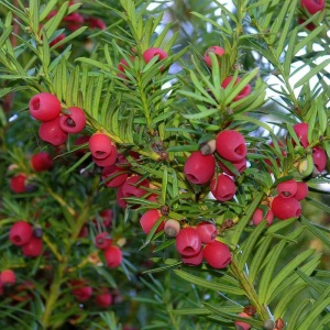 Tisa columnara (Taxus bac. Fastigiata Robusta) - Img 4