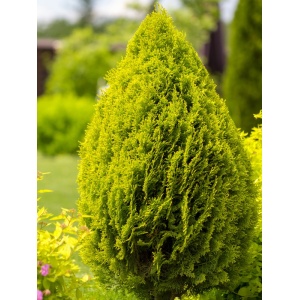 Tuia brabant (Thuja occ. Brabant) 25-40 cm - Img 2