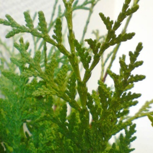 Tuia columnara ( Thuja columna) - Img 2