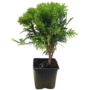 Tuia glob (Thuja occ. Danica)