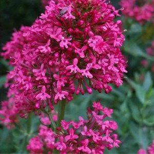 Valeriana Rosie (Centranthus ruber coccineus) - Img 2