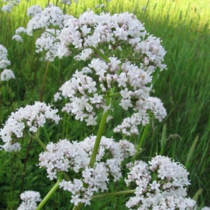 Valeriana (Valeriana officinalis) - Img 2