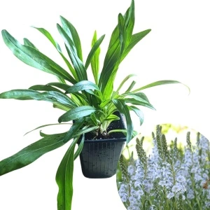 Veronica gentianoides