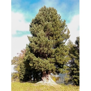 Zambru (Pinus cembra) - Img 2