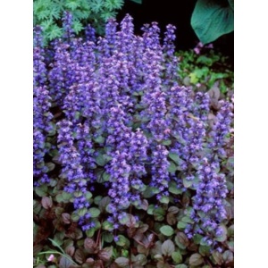 Ajuga reptans Chocolate chips