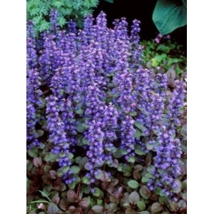 Ajuga reptans Chocolate chips - Img 2