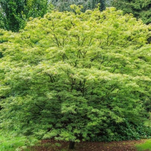 Artar japonez (Acer palmatum) 20-30 cm - Img 3
