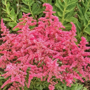 Astilbe arendsii Astary Rose Red Shades - Img 2
