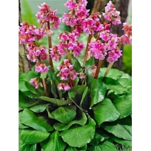 Bădan (Bergenia cordifolia Rose)