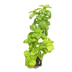 Busuioc (Ocimum basilicum)