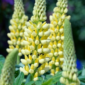 Cafelute galbene (Lupinus p. Legendary yellow shades) - Img 3