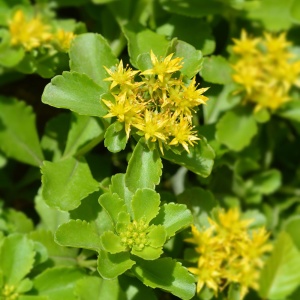 Covoras stancarie (Sedum selskianum) - Img 3