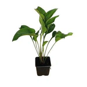 Echinacea purpurea Sombrero Double Decker