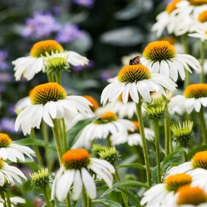 Echinaceea albă (Echinacea purpurea White-Swan) - Img 5