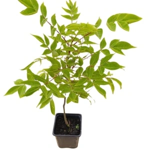 Evodia (Euodia hupehensis)