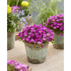 Floarea de cristal mov (Delosperma cooperi Ice Cream Purple)