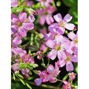 Floarea miresei roz (Gypsophila filou rose) - Img 1
