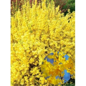 Forsitia (Forsythia int. Lynwood) - Img 2