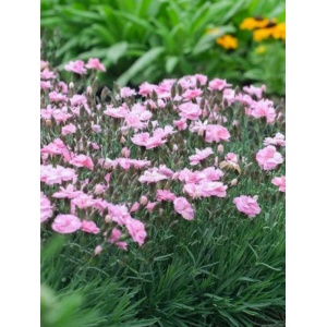 Garofite roz (Dianthus Dinetta Soft Pink) - Img 2