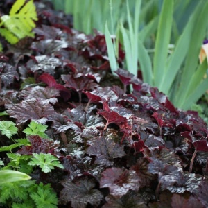 Heuchera am. Palace Purple