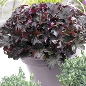 Heuchera am. Palace Purple - Img 3