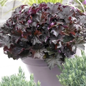 Heuchera am. Palace Purple - Img 4