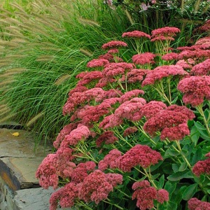 Iarba de soaldina (Sedum Autum joy) - Img 2