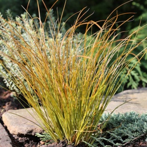 Iarbă decorativă (Carex testacea Prairie Fire) - Img 5