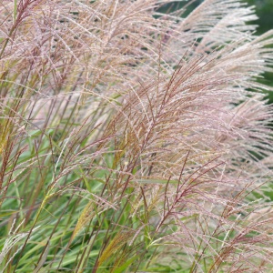 Iarba elefantului (Miscanthus sinensis) - Img 3
