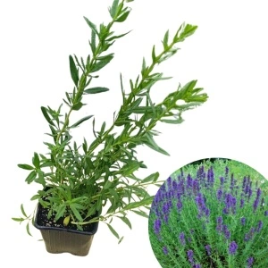 Isop (Hysopus officinalis)