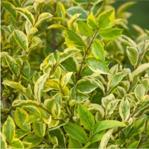 Lemn cainesc galben (Ligustrum ovalifolium Aureum) - Img 3